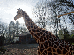 Rothschild`s Giraffe at the Ouwehands Dierenpark zoo