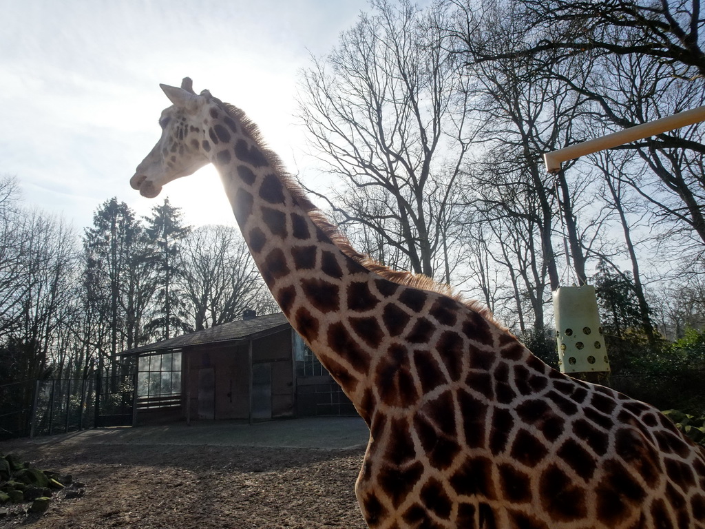 Rothschild`s Giraffe at the Ouwehands Dierenpark zoo