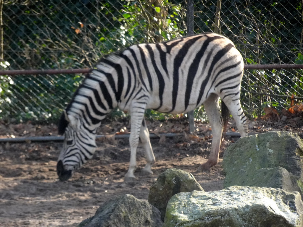 Burchell`s Zebra at the Ouwehands Dierenpark zoo