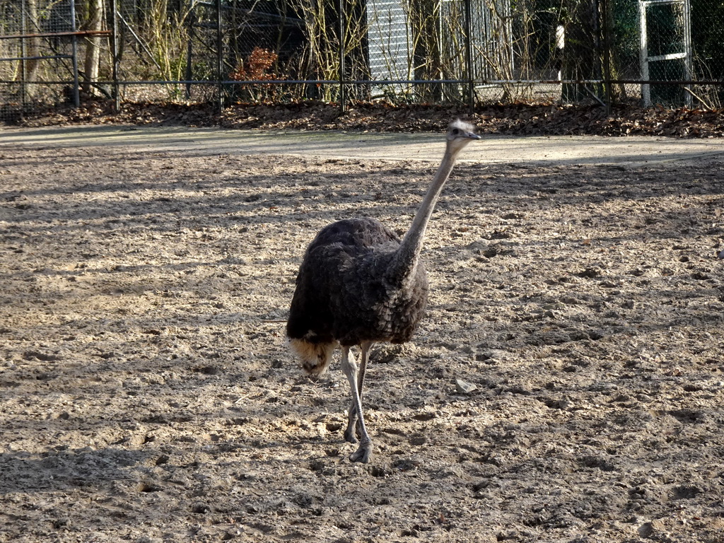 Ostrich at the Ouwehands Dierenpark zoo