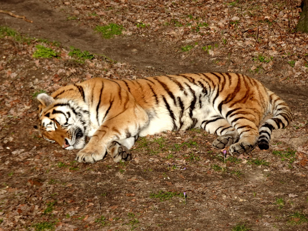 Siberian Tiger at the Ouwehands Dierenpark zoo