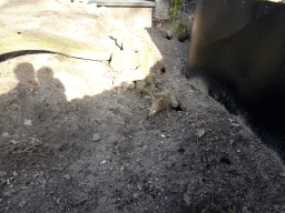 Common Warthog at the Ouwehands Dierenpark zoo