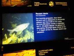 Explanation on the Giant Danio at the Aquarium at the Ouwehands Dierenpark zoo