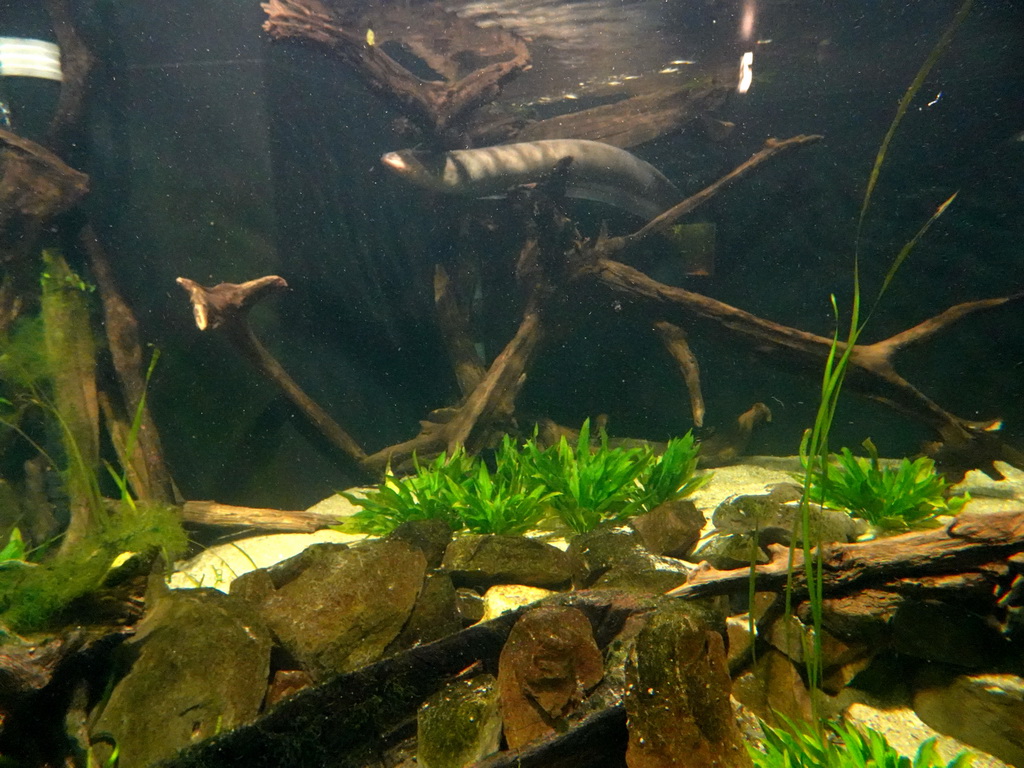 Eel at the Aquarium at the Ouwehands Dierenpark zoo