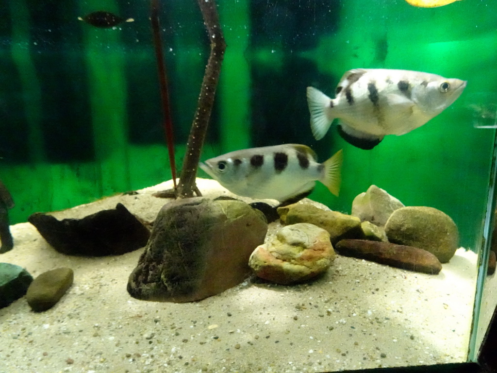 Banded Archerfish at the Aquarium at the Ouwehands Dierenpark zoo