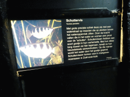 Explanation on the Banded Archerfish at the Aquarium at the Ouwehands Dierenpark zoo