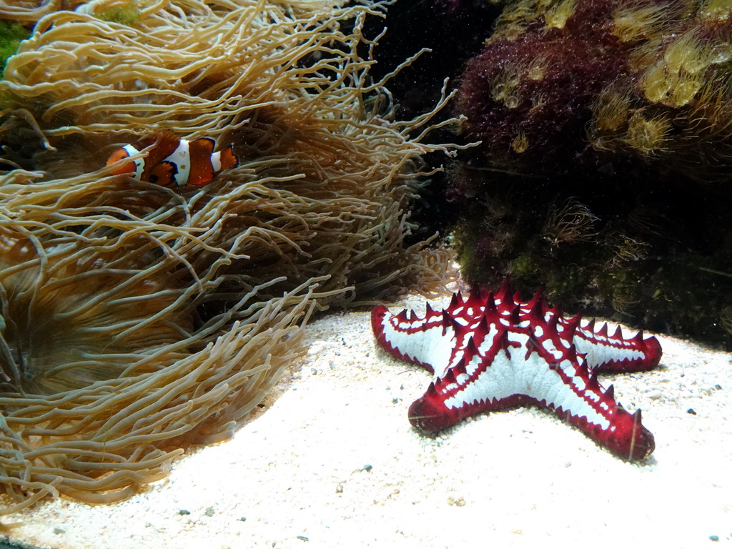 Clownfish, starfish and sea anemones at the Aquarium of the Ouwehands Dierenpark zoo