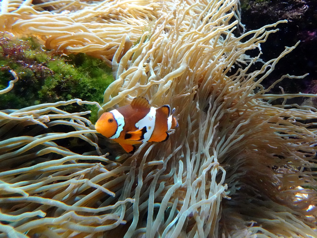 Clownfish and sea anemones at the Aquarium of the Ouwehands Dierenpark zoo