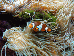 Clownfish and sea anemones at the Aquarium of the Ouwehands Dierenpark zoo