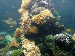 Fish and coral at the Aquarium of the Ouwehands Dierenpark zoo