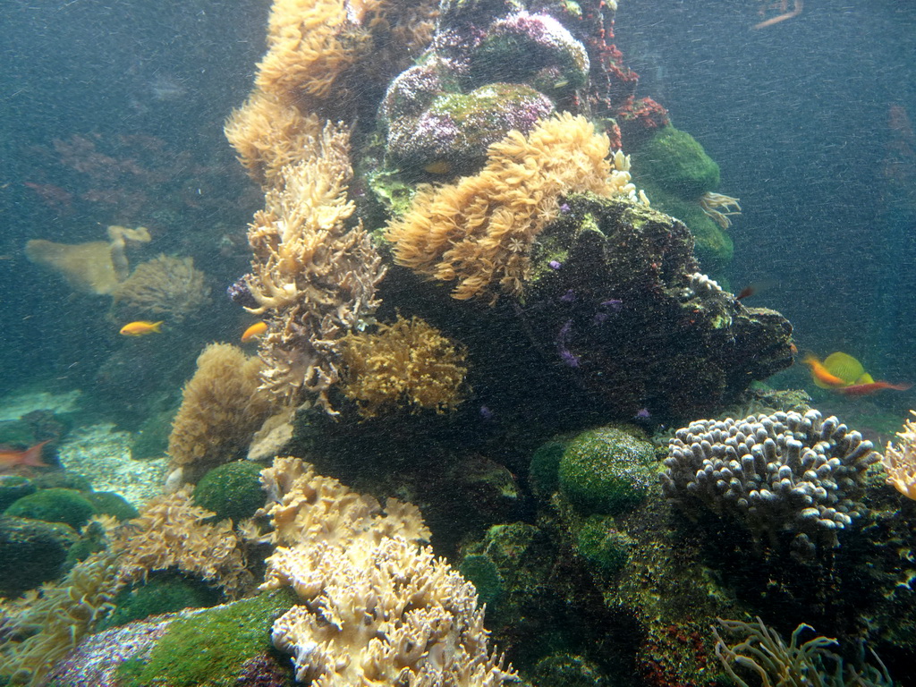 Fish and coral at the Aquarium of the Ouwehands Dierenpark zoo