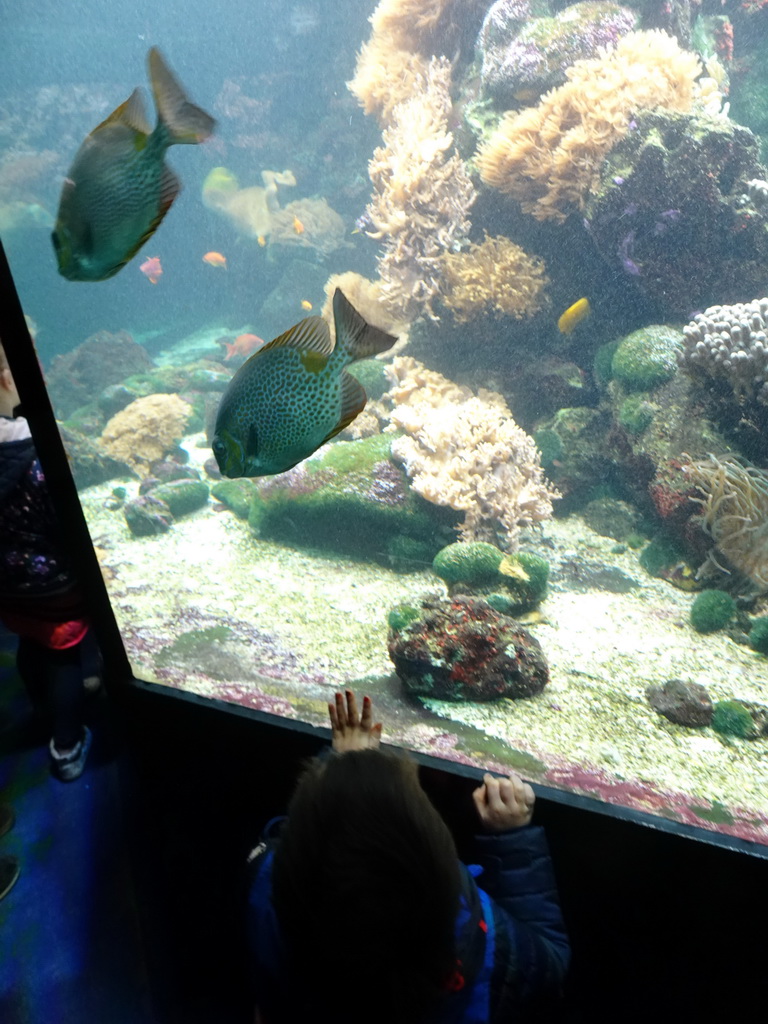 Max with fish and coral at the Aquarium of the Ouwehands Dierenpark zoo