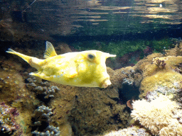 Longhorn Cowfish at the Aquarium of the Ouwehands Dierenpark zoo