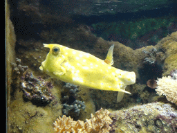 Longhorn Cowfish at the Aquarium of the Ouwehands Dierenpark zoo