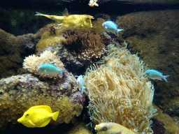 Longhorn Cowfish, other fish and sea anemones at the Aquarium of the Ouwehands Dierenpark zoo