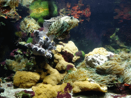 Lionfish and sea anemones at the Aquarium of the Ouwehands Dierenpark zoo