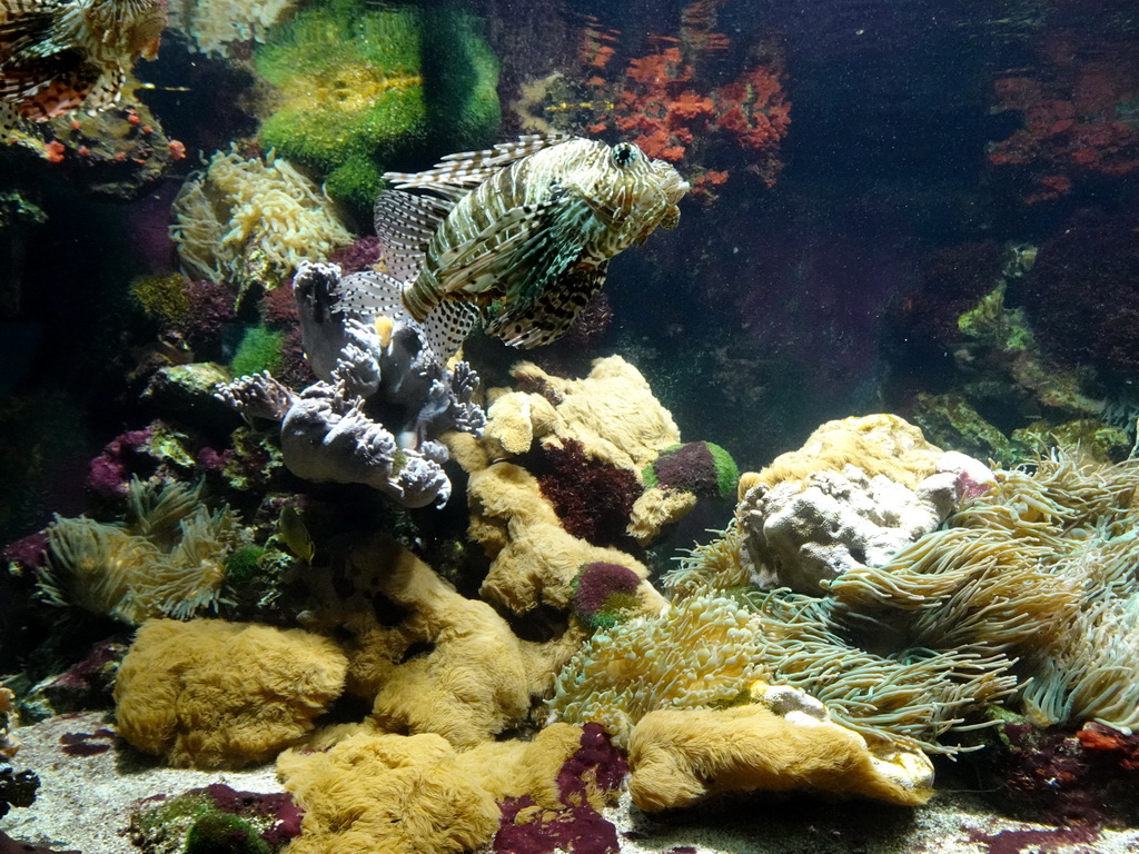 Lionfish and sea anemones at the Aquarium of the Ouwehands Dierenpark zoo