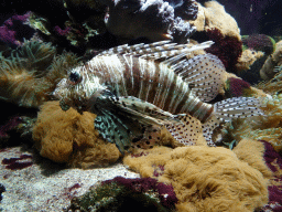 Lionfish and sea anemones at the Aquarium of the Ouwehands Dierenpark zoo