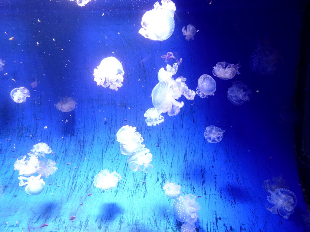 Jellyfish at the Aquarium of the Ouwehands Dierenpark zoo