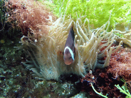 Fish and sea anemones at the Aquarium of the Ouwehands Dierenpark zoo