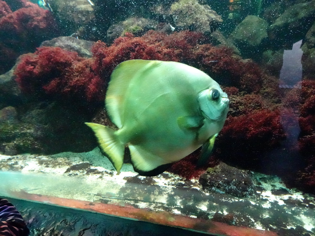 Fish and coral at the Aquarium of the Ouwehands Dierenpark zoo