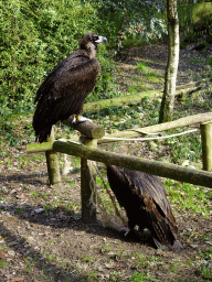 Cinereous Vultures at the Aviary of the Ouwehands Dierenpark zoo