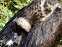 Cinereous Vulture at the Aviary of the Ouwehands Dierenpark zoo