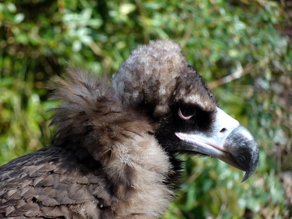 Cinereous Vulture at the Aviary of the Ouwehands Dierenpark zoo