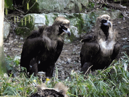 Cinereous Vultures at the Aviary of the Ouwehands Dierenpark zoo