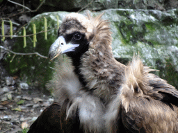 Cinereous Vulture at the Aviary of the Ouwehands Dierenpark zoo