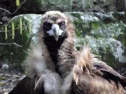 rhenen_2_049 - 307 kb - 1024x768 - Cinereous Vulture at the Aviary of the Ouwehands Dierenpark zoo Cinereous Vulture at the Aviary of the Ouwehands Dierenpark zoo