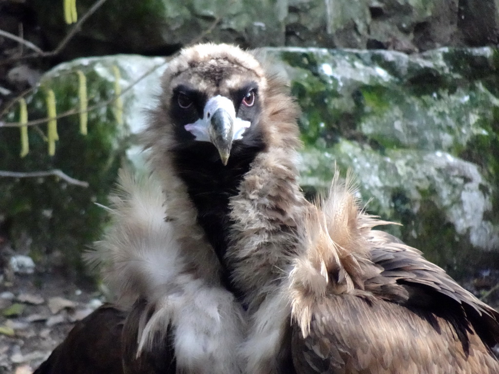 Cinereous Vulture at the Aviary of the Ouwehands Dierenpark zoo