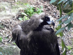 Cinereous Vulture at the Aviary of the Ouwehands Dierenpark zoo
