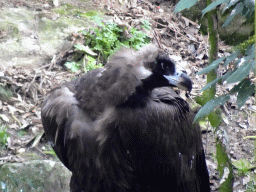 rhenen_2_050 - 344 kb - 1024x768 - Cinereous Vulture at the Aviary of the Ouwehands Dierenpark zoo Cinereous Vulture at the Aviary of the Ouwehands Dierenpark zoo