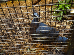 rhenen_2_051 - 442 kb - 1024x768 - Victoria Crowned Pigeon at the Aviary of the Ouwehands Dierenpark zoo Victoria Crowned Pigeon at the Aviary of the Ouwehands Dierenpark zoo