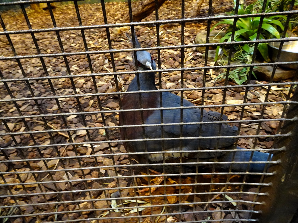 Victoria Crowned Pigeon at the Aviary of the Ouwehands Dierenpark zoo