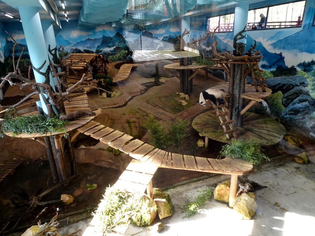 The Giant Panda `Wu Wen` in her residence at Pandasia at the Ouwehands Dierenpark zoo