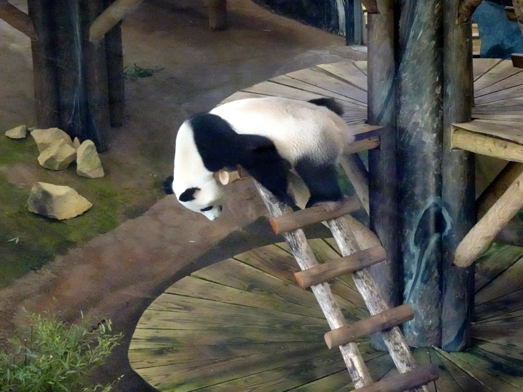 The Giant Panda `Wu Wen` in her residence at Pandasia at the Ouwehands Dierenpark zoo