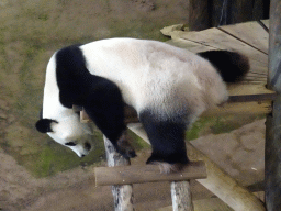 rhenen_2_057 - 281 kb - 1024x768 - The Giant Panda `Wu Wen` in her residence at Pandasia at the Ouwehands Dierenpark zoo The Giant Panda `Wu Wen` in her residence at Pandasia at the Ouwehands Dierenpark zoo