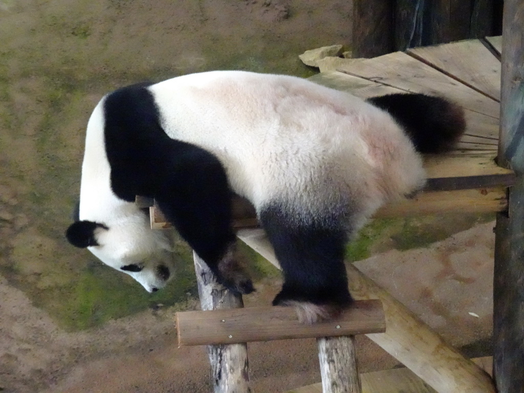 The Giant Panda `Wu Wen` in her residence at Pandasia at the Ouwehands Dierenpark zoo