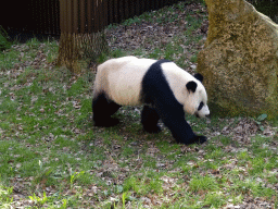 The Giant Panda `Xing Ya` at his outside residence at Pandasia at the Ouwehands Dierenpark zoo