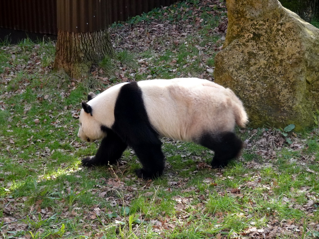 The Giant Panda `Xing Ya` at his outside residence at Pandasia at the Ouwehands Dierenpark zoo