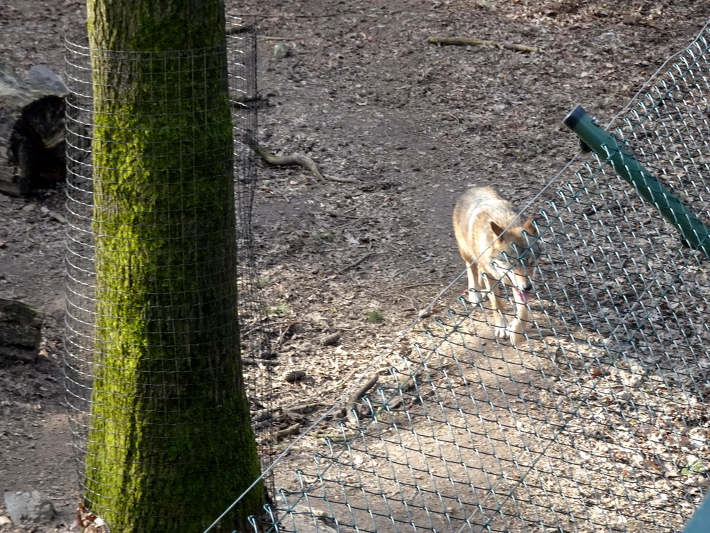 Wolf at the Berenbos Expedition at the Ouwehands Dierenpark zoo