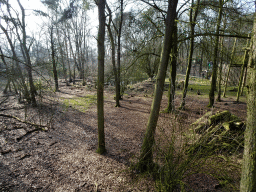 The Wolf enclosure at the Berenbos Expedition at the Ouwehands Dierenpark zoo, viewed from a platform