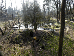 The Wolf enclosure at the Berenbos Expedition at the Ouwehands Dierenpark zoo, viewed from a platform
