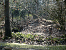 Wolves at the Berenbos Expedition at the Ouwehands Dierenpark zoo
