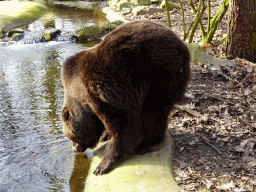 Brown Bear at the Berenbos Expedition at the Ouwehands Dierenpark zoo