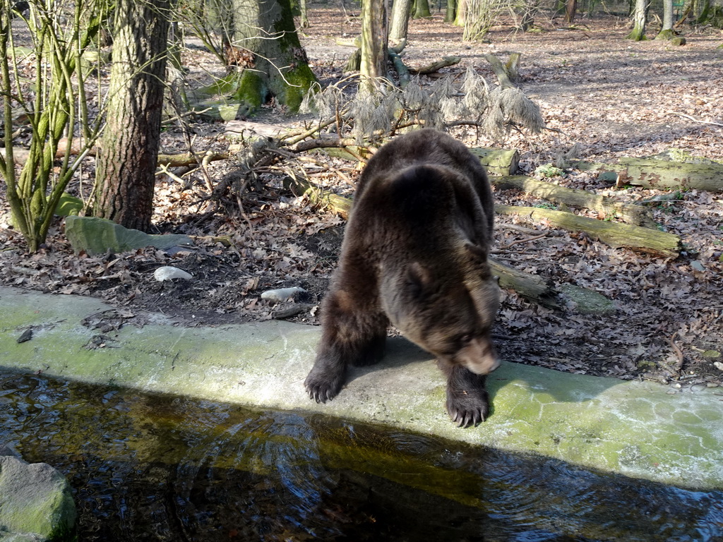 Brown Bear at the Berenbos Expedition at the Ouwehands Dierenpark zoo