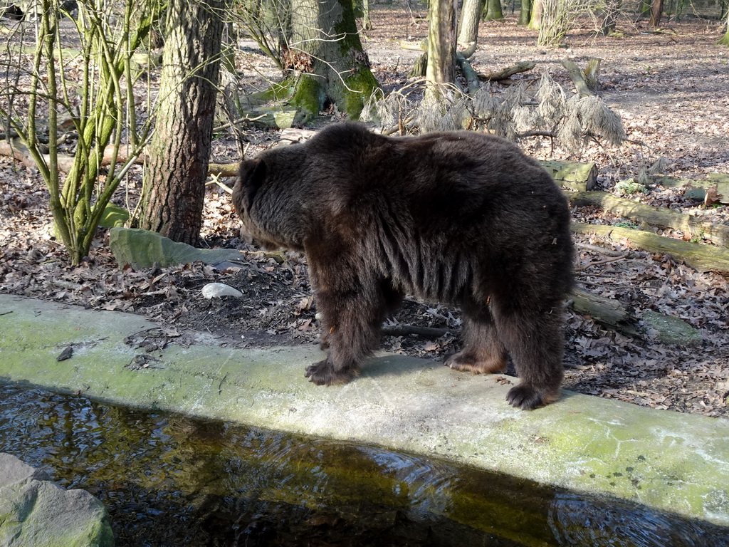 Brown Bear at the Berenbos Expedition at the Ouwehands Dierenpark zoo