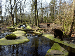 Brown Bears at the Berenbos Expedition at the Ouwehands Dierenpark zoo